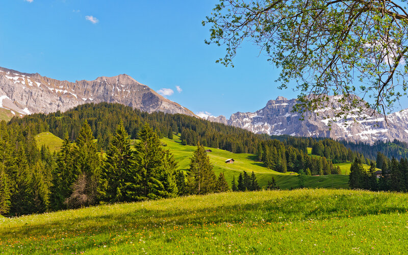 Alpine Meadow with Mountains — Green, Serene