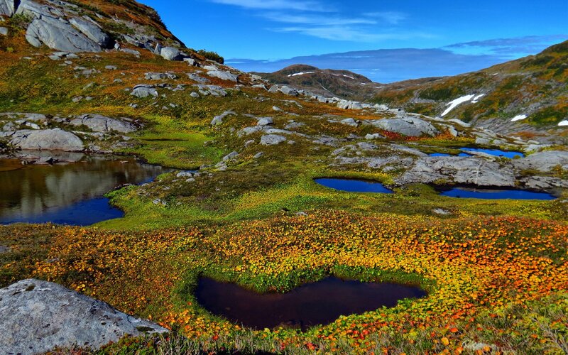Alpine Meadow with Ponds — Blue, Serene