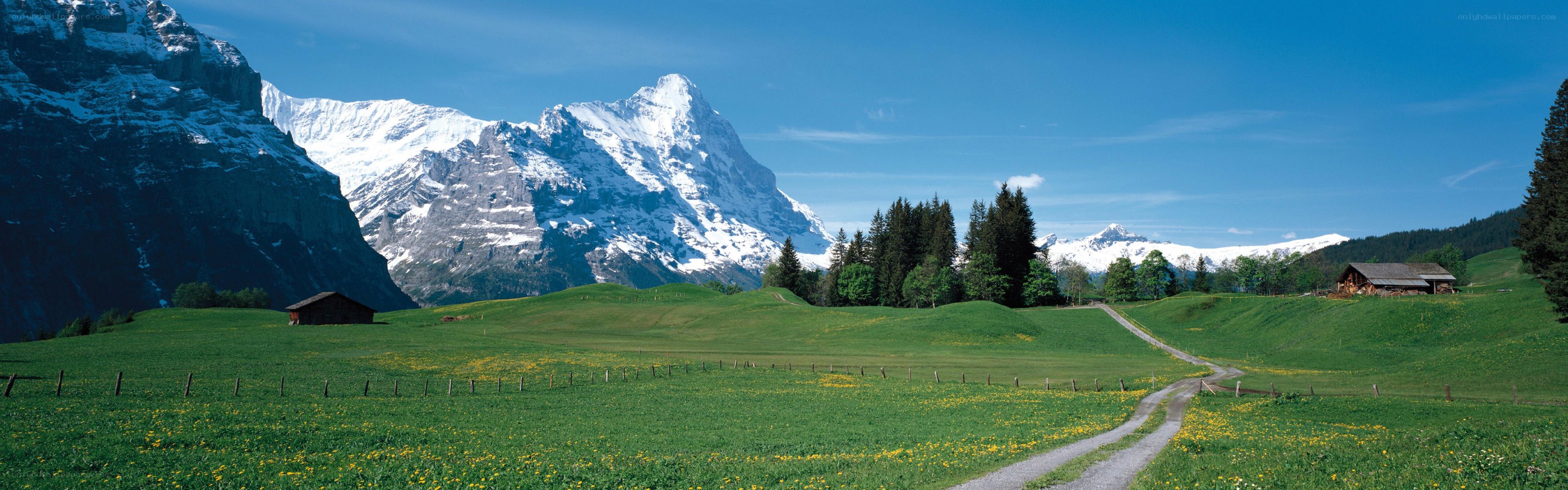 Alpine meadow with snow-capped mountains