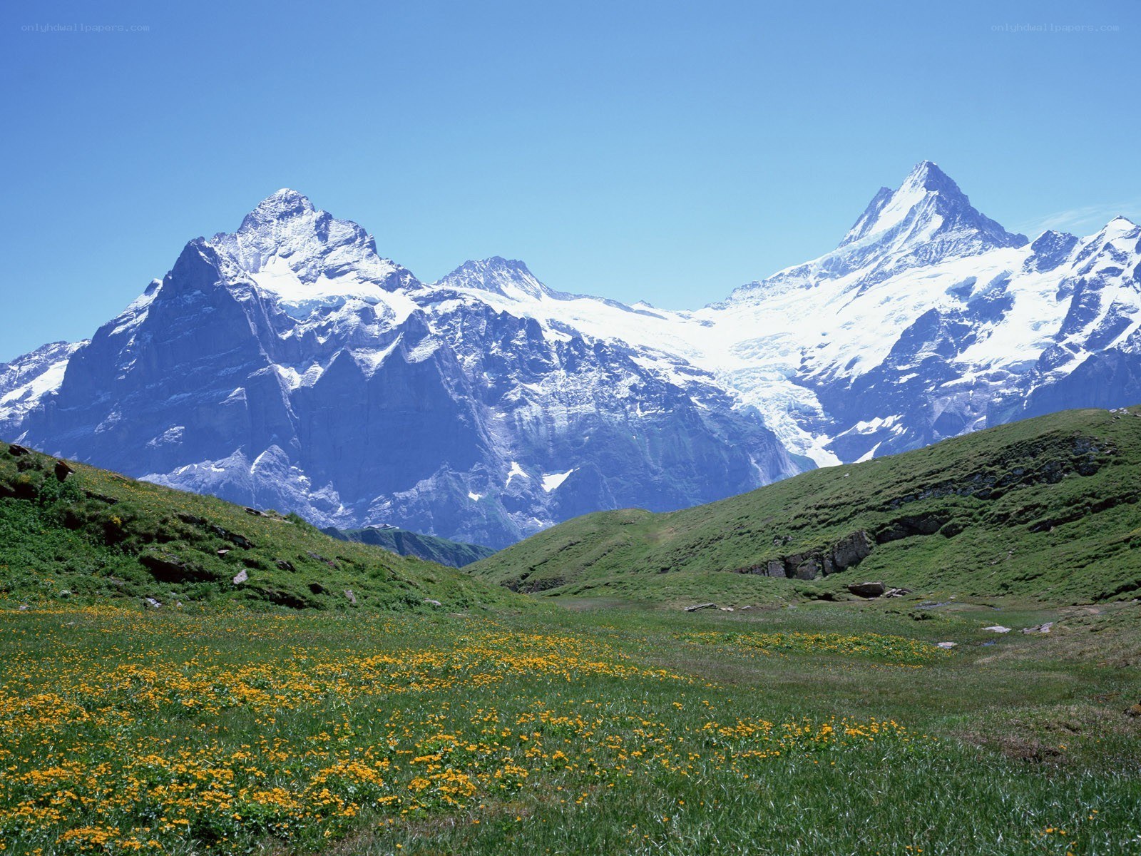 Alpine meadow with snow-capped peaks