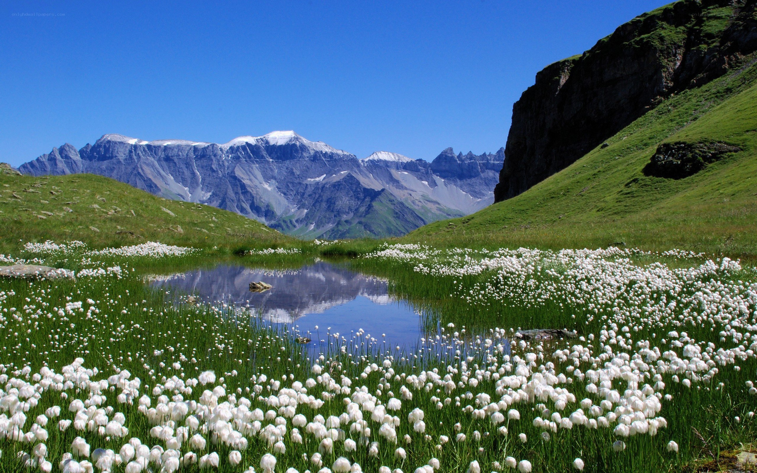 Alpine meadow with snow-capped peaks