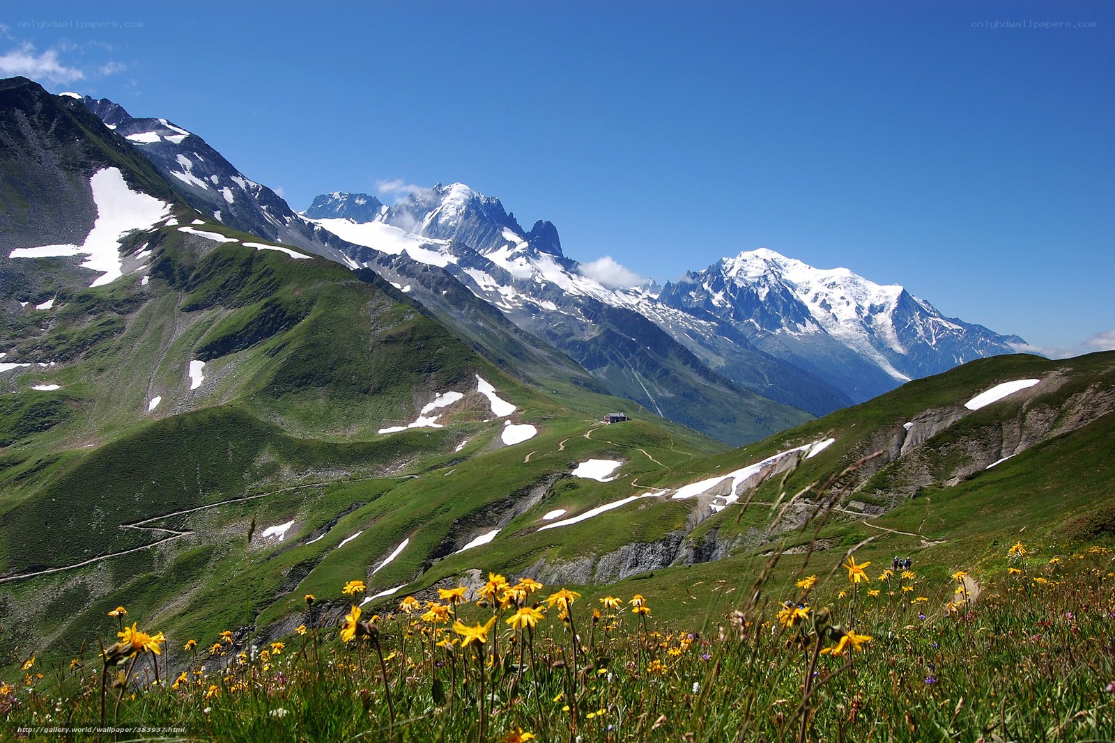 Alpine meadow with snow-capped peaks