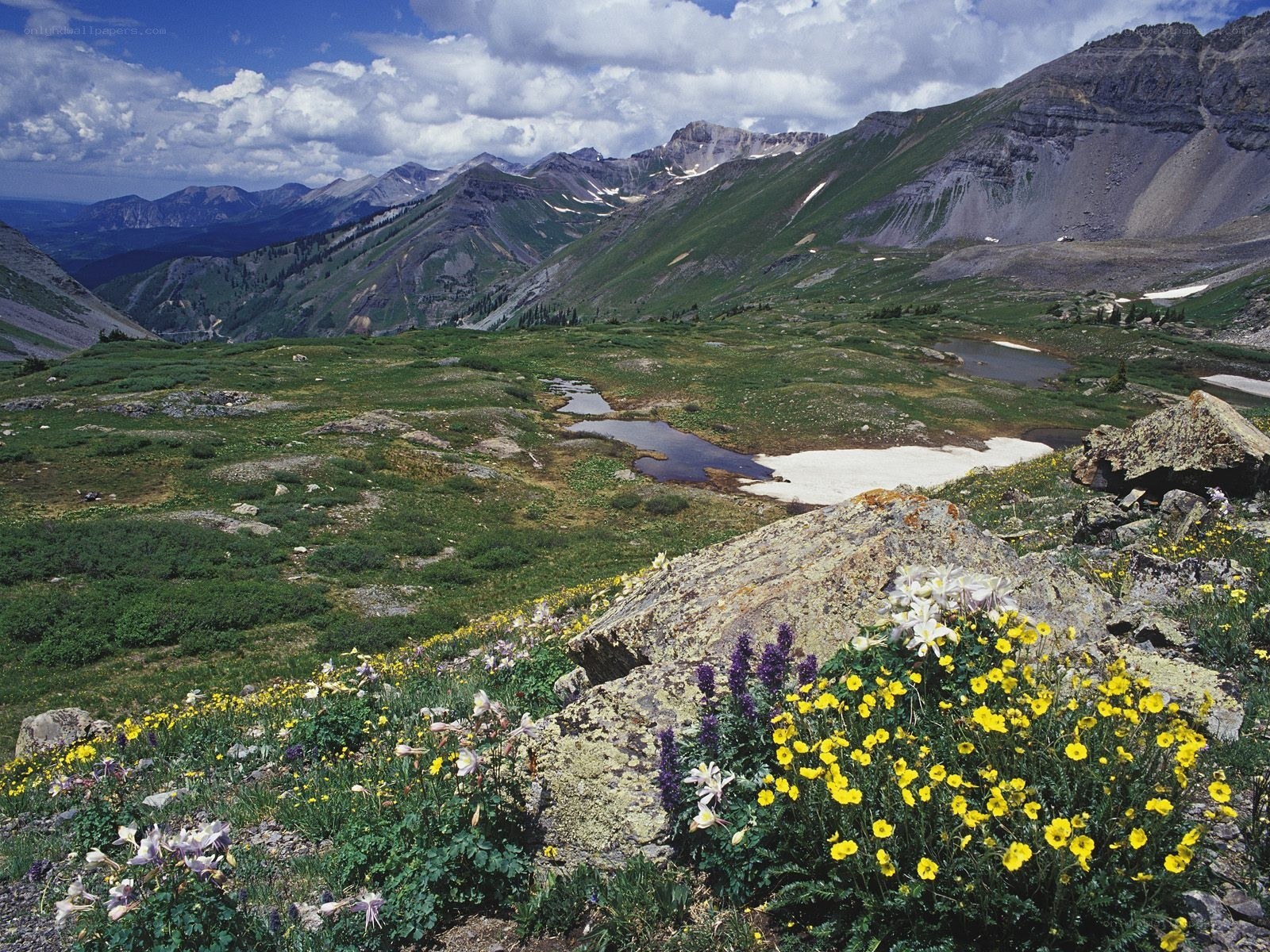 alpine meadow with wildflowers