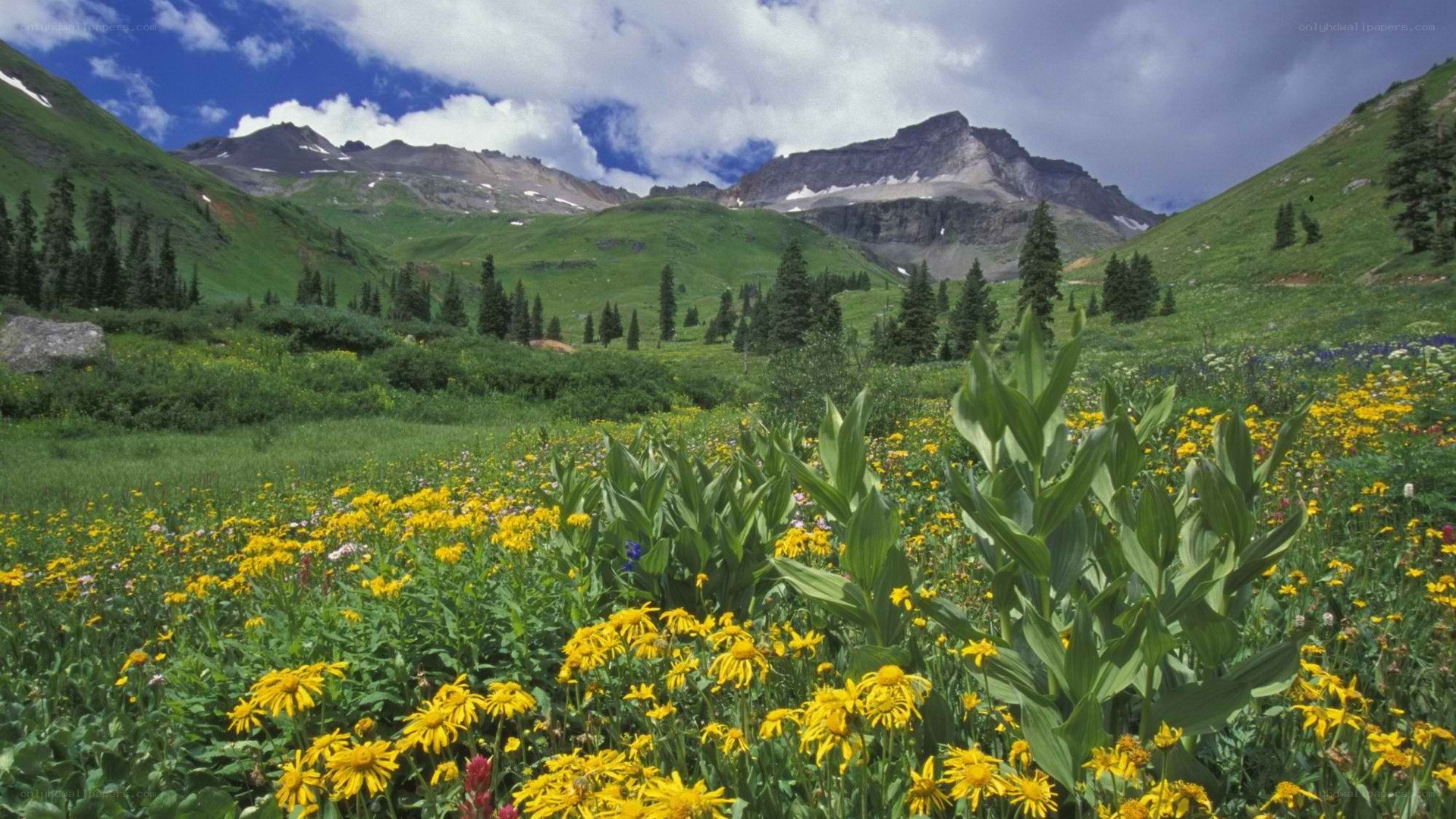alpine meadow with wildflowers