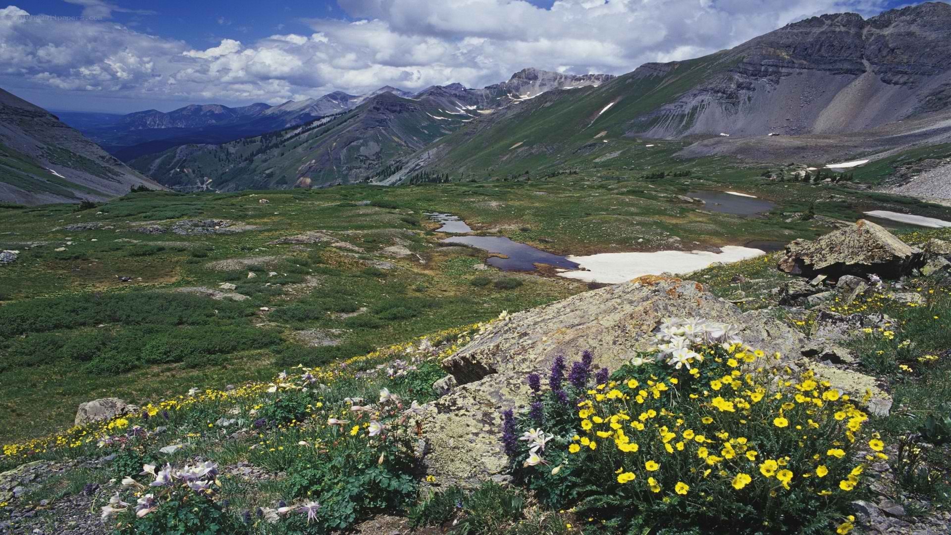 alpine meadow with wildflowers