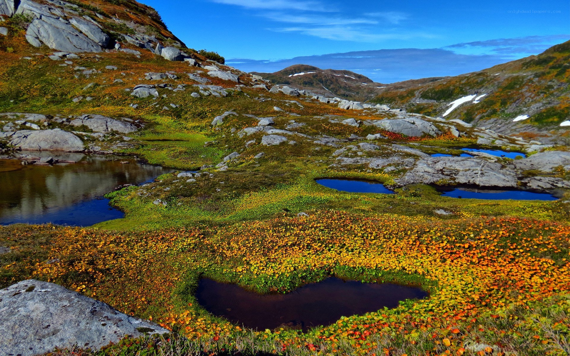alpine meadow with wildflowers