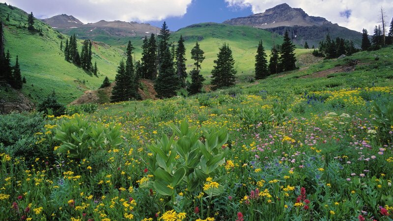 alpine meadow with wildflowers