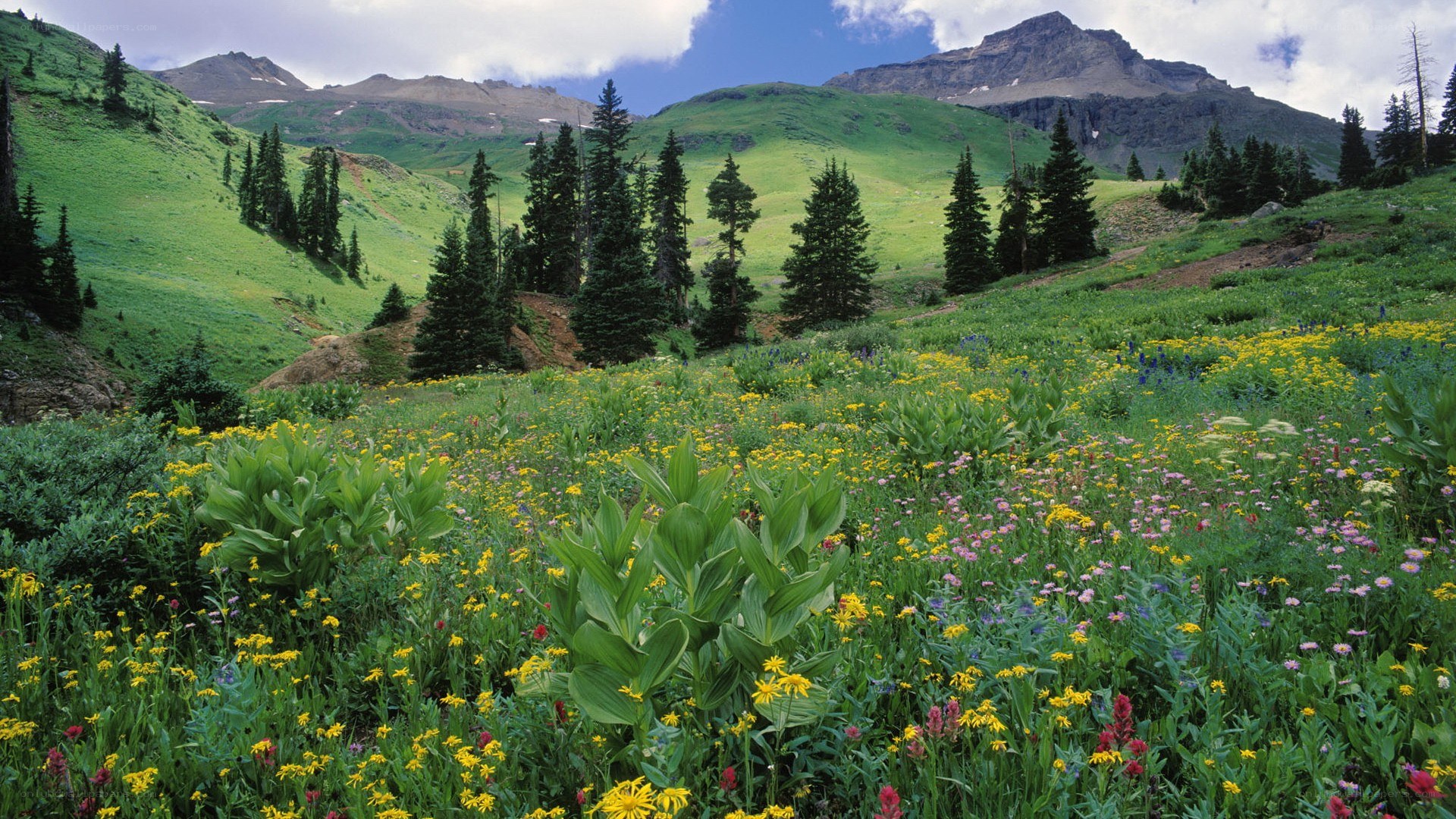 alpine meadow with wildflowers