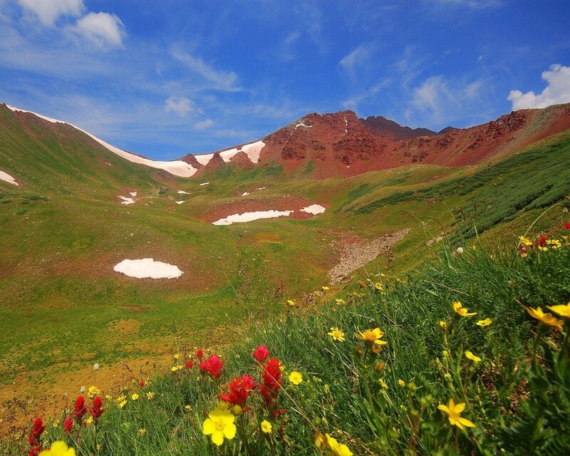 Alpine Meadow with Wildflowers — Green, Serene, Summer, Photograph