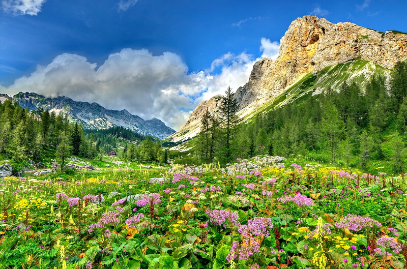 Alpine Meadow with Wildflowers — Green, Serene