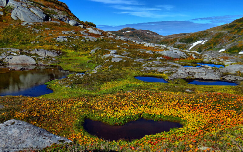 alpine meadow with wildflowers