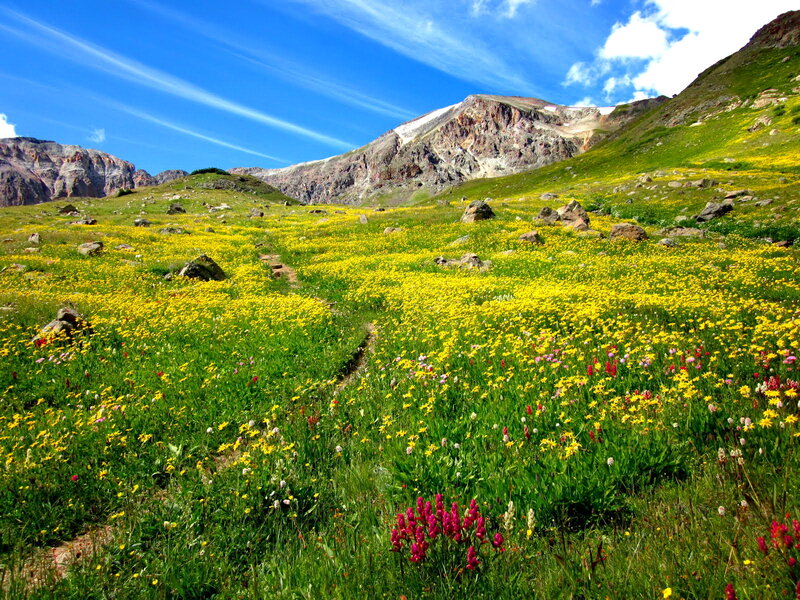 Alpine Meadow with Wildflowers — Yellow