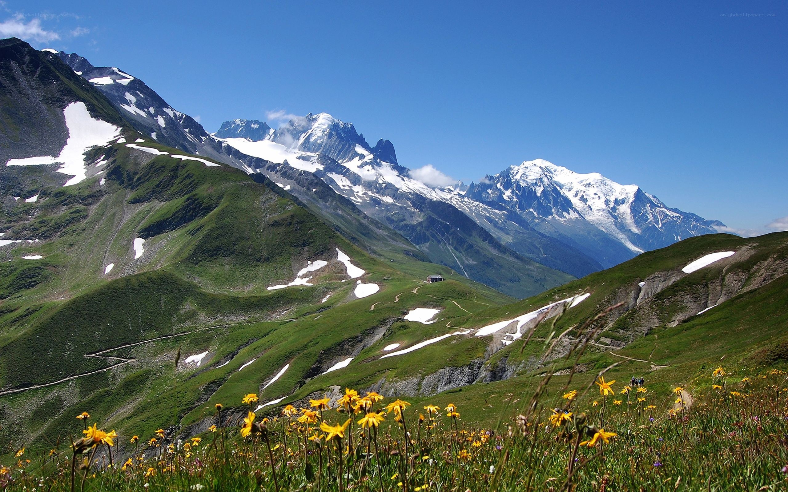 Alpine meadows with snow-capped peaks