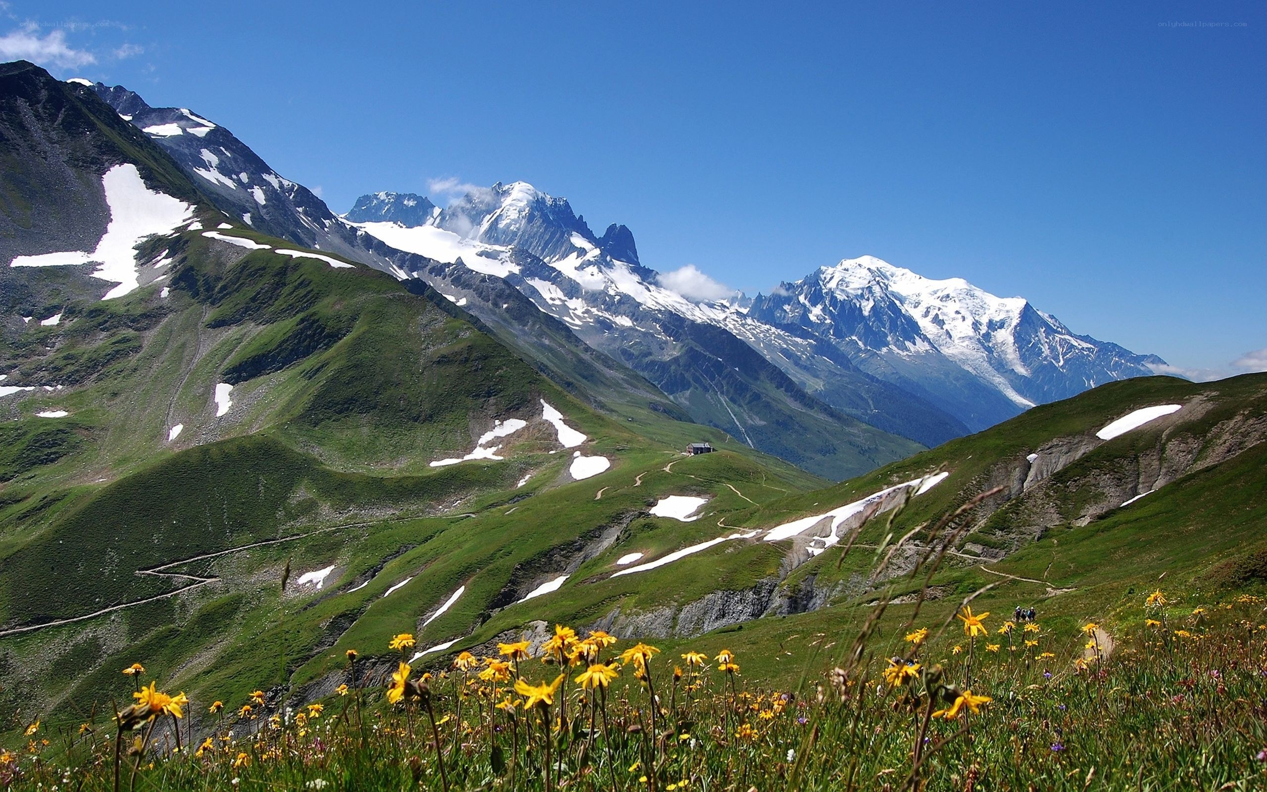 Alpine mountain landscape with wildflowers
