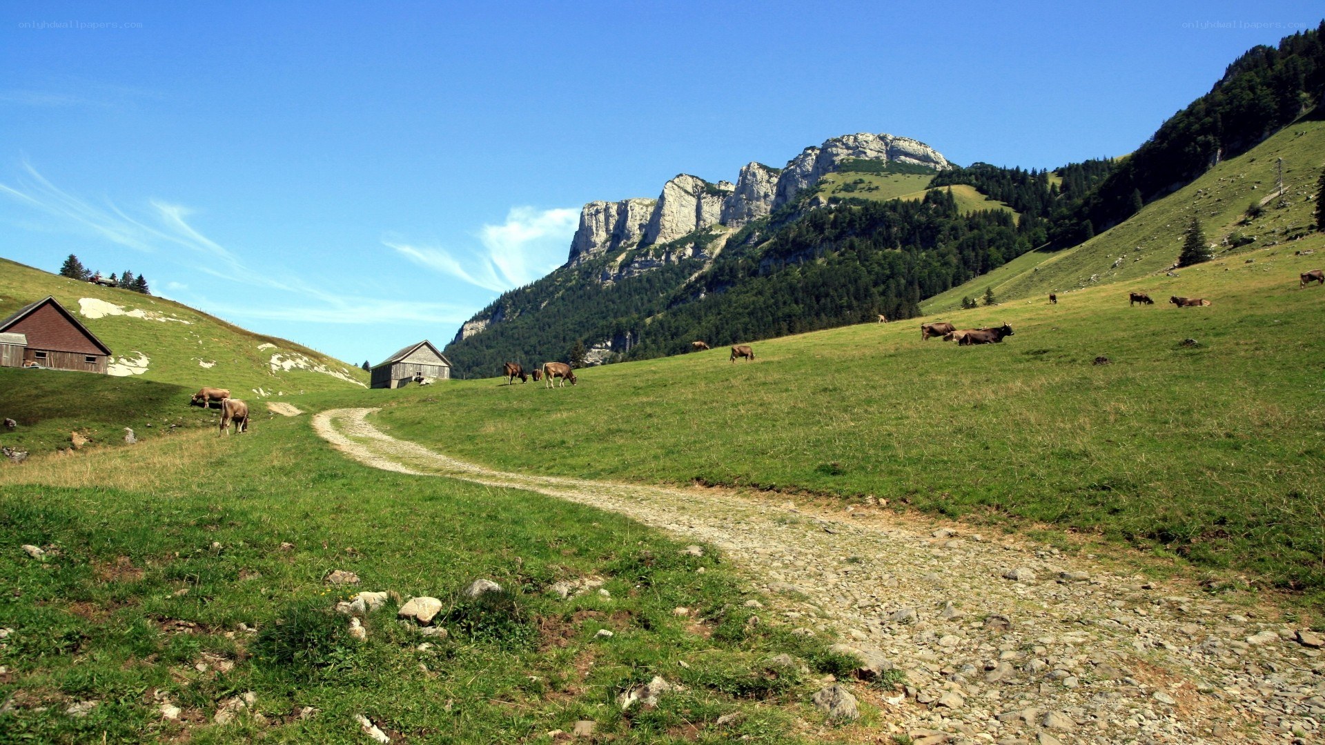 Alpine pasture with cows and mountains