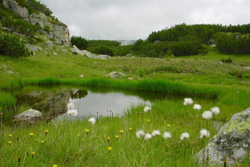 Alpine Pond with Dandelions