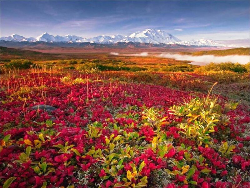 Alpine Tundra Landscape