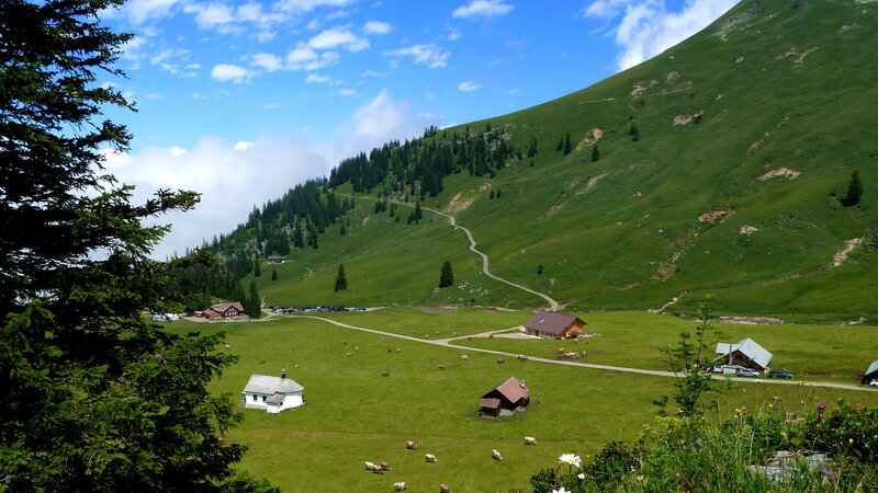 Alpine Village with Cows