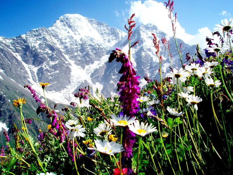 Alpine Wildflowers and Mountain