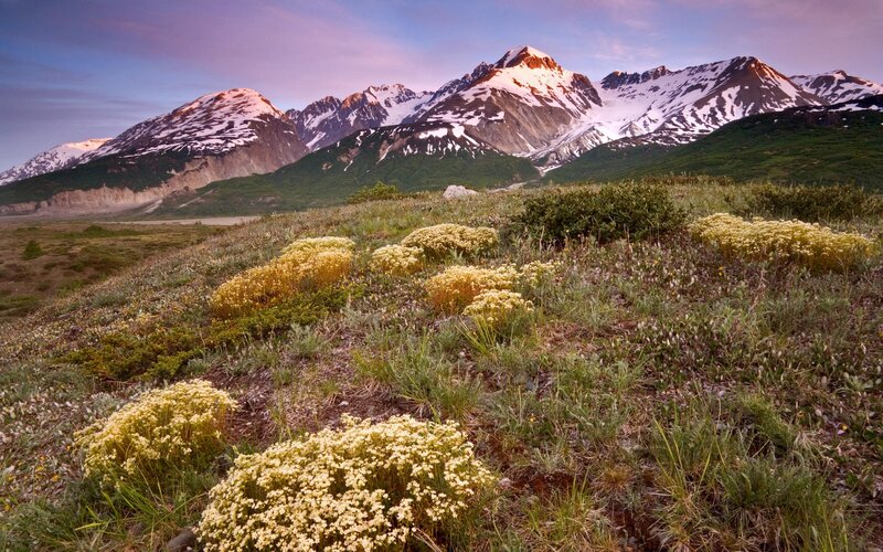 Alpine Wildflowers and Mountains — Green