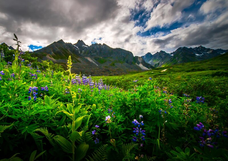 Alpine Wildflowers and Mountains