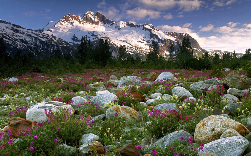 Alpine Wildflowers and Rocks