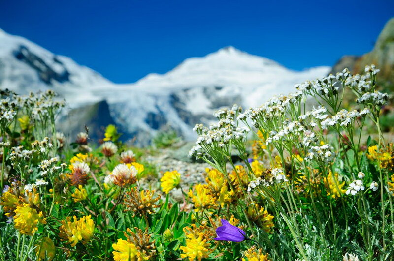 Alpine Wildflowers — Blue