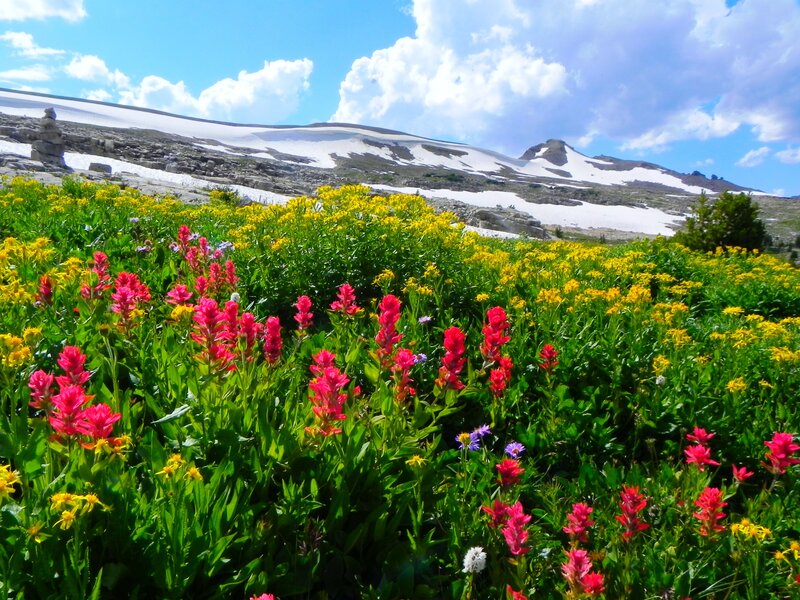 Alpine Wildflowers — Green, Serene, Summer