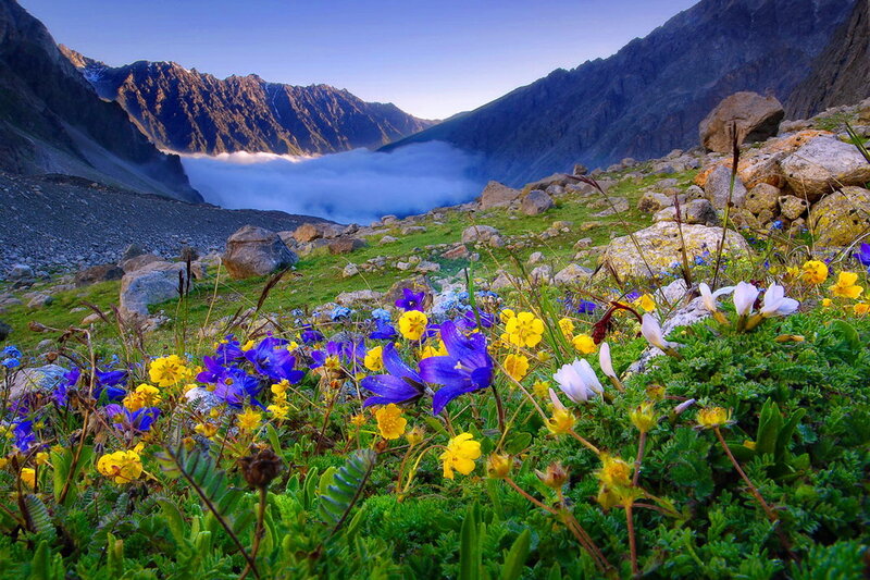 Alpine Wildflowers — Green, Serene