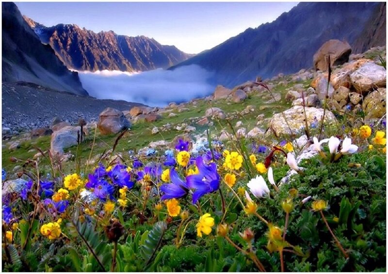 Alpine Wildflowers — Green