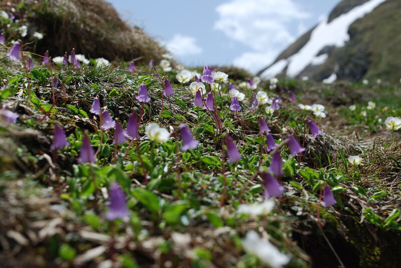 Alpine wildflowers in spring