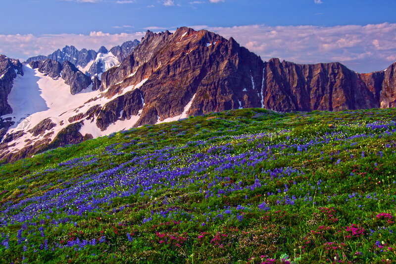 Alpine Wildflowers on Mountain