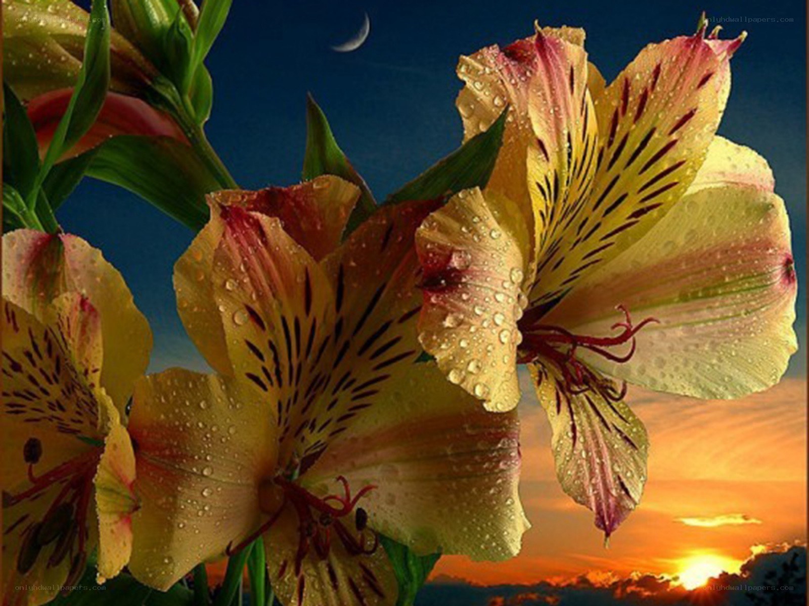 Alstroemeria flowers at sunset