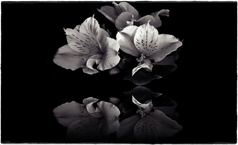 Alstroemeria Flowers — Black