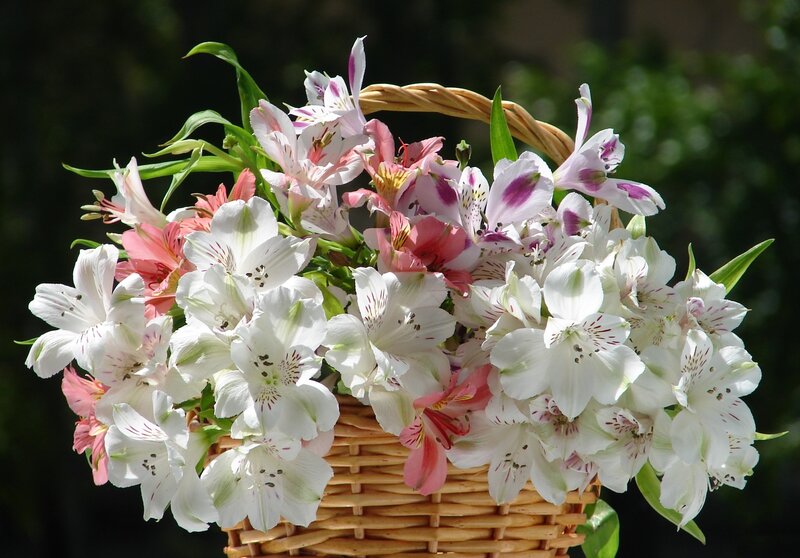 Alstroemeria Flowers in Basket
