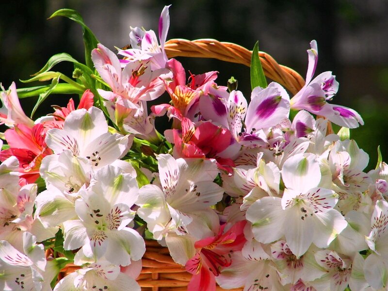 Alstroemeria Flowers in Basket — White