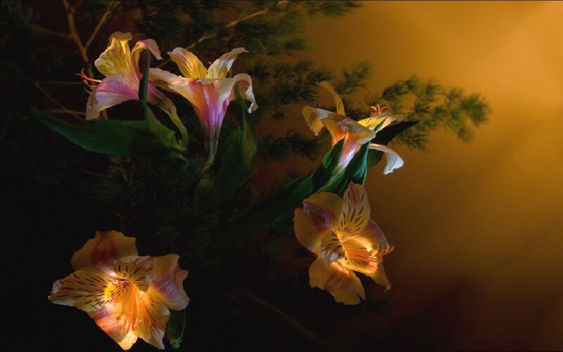 Alstroemeria flowers in warm light