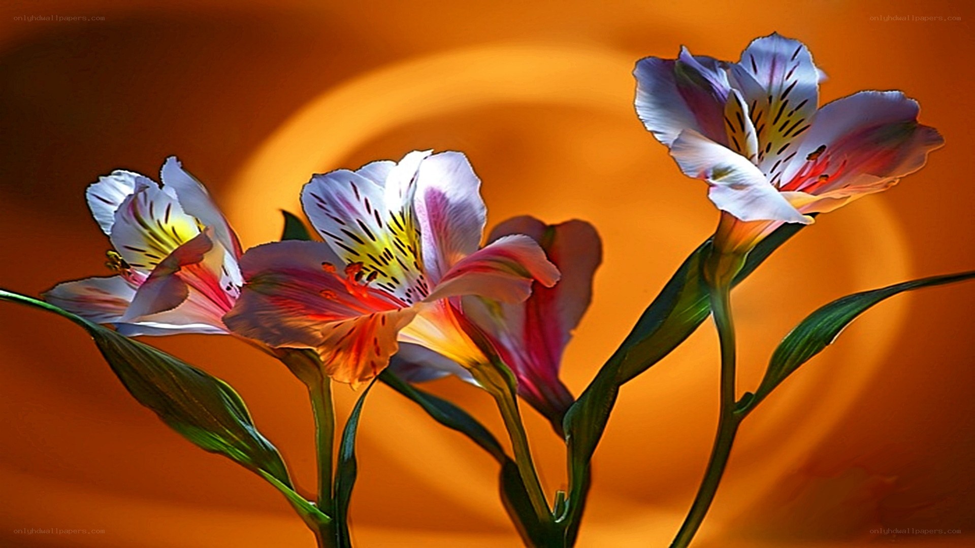 Alstroemeria flowers in warm light