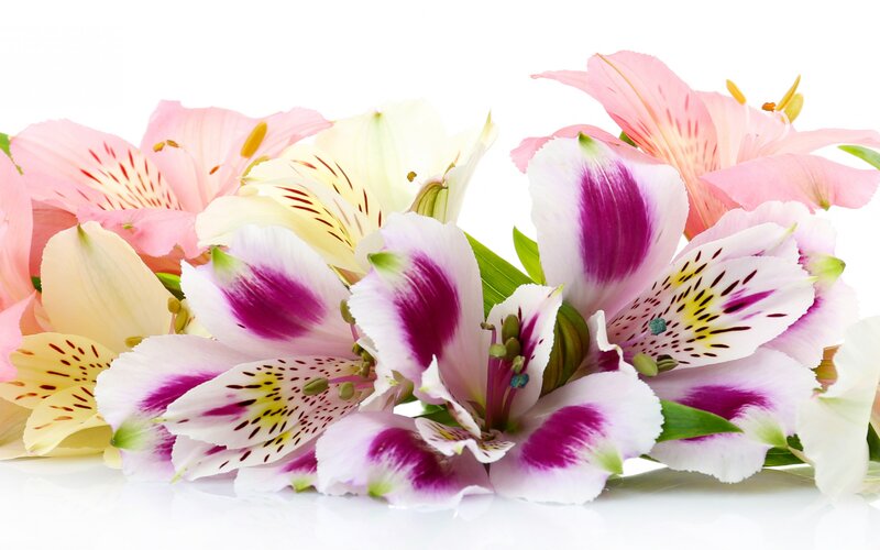 Alstroemeria Flowers — Pink