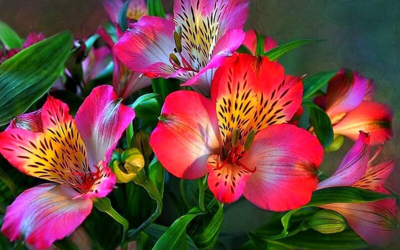 Alstroemeria Flowers — Pink, Vibrant