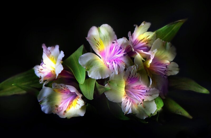 Alstroemeria Flowers