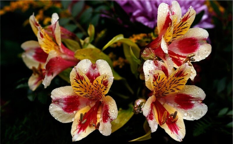 Alstroemeria Flowers — White