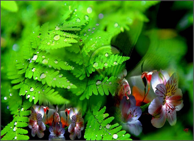 Alstroemeria Flowers with Ferns