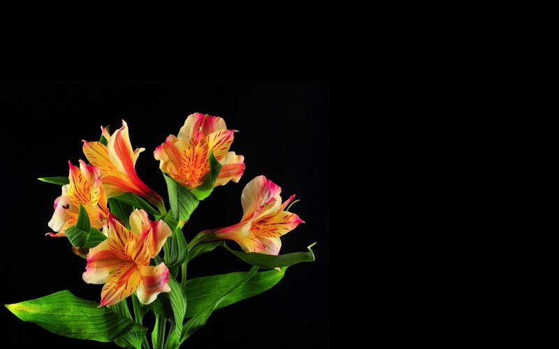 Alstroemeria Flowers — Yellow, Dramatic