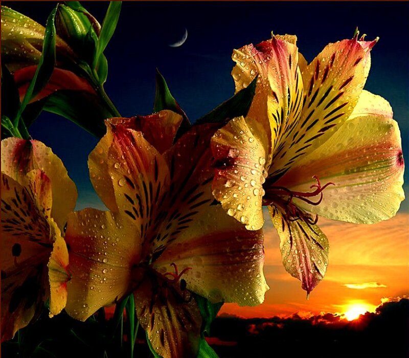 Alstroemeria Flowers — Yellow