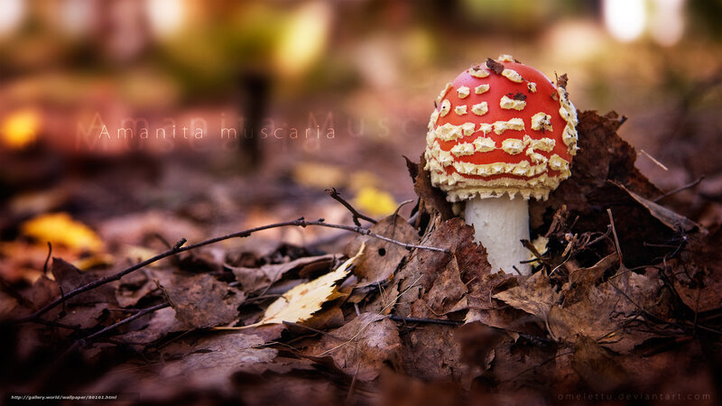 Amanita muscaria mushroom