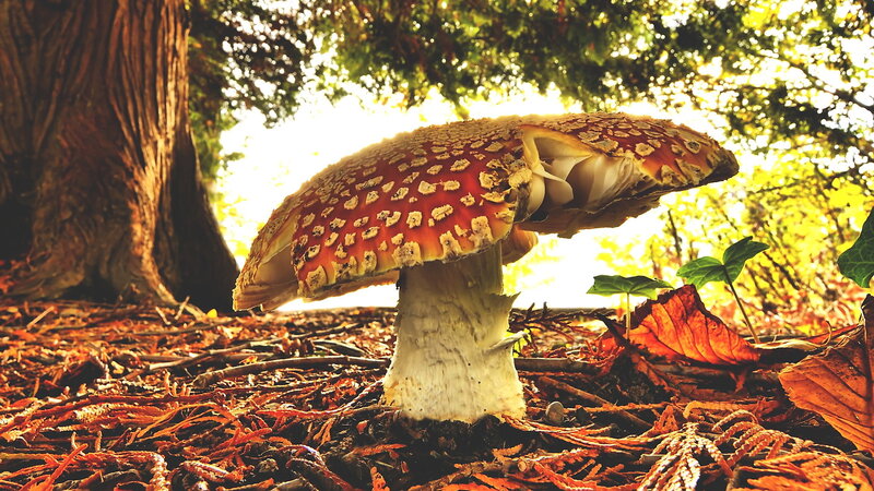 Amanita mushroom in autumn forest