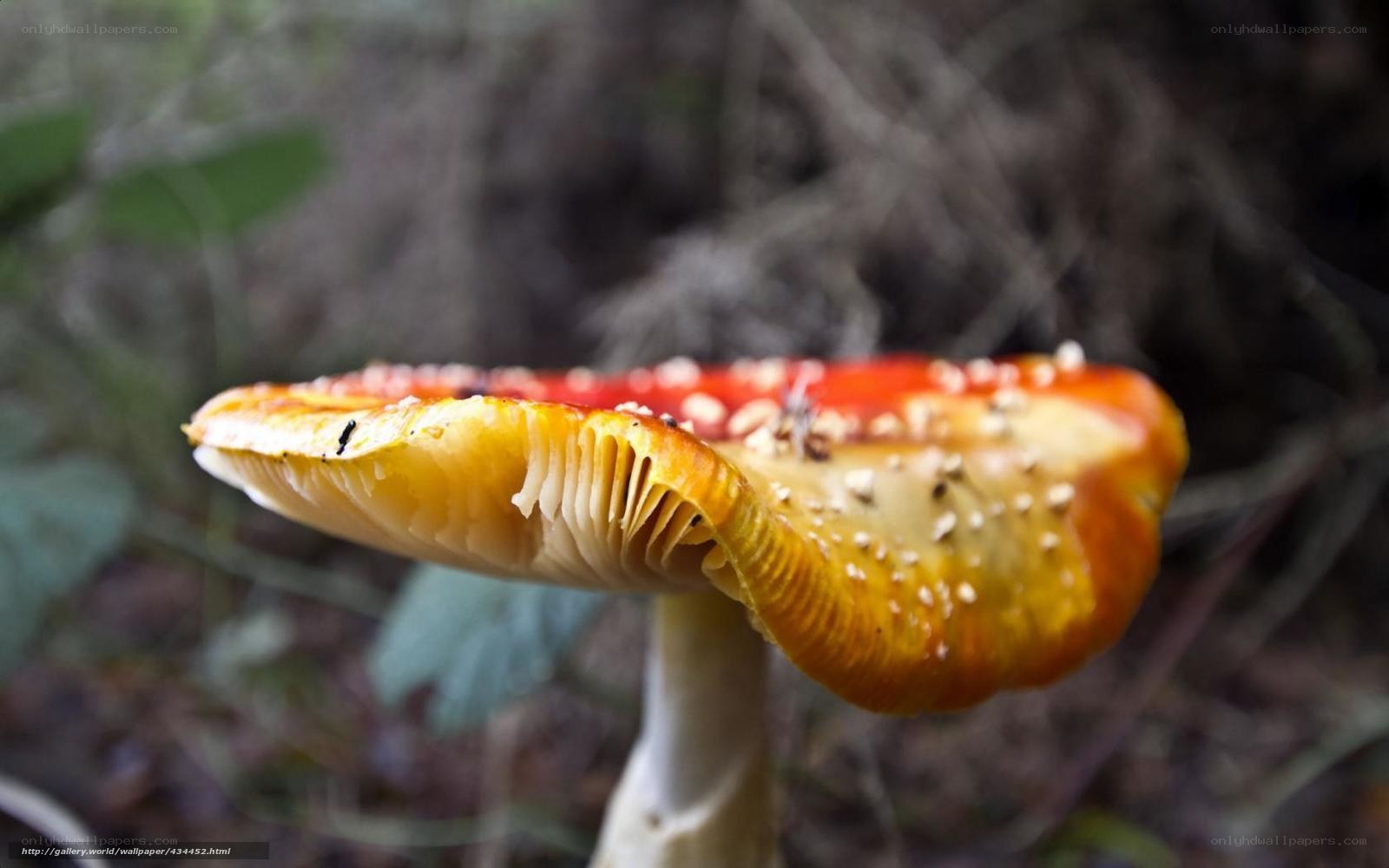 Amanita mushroom in forest