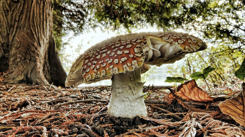 Amanita mushroom in forest