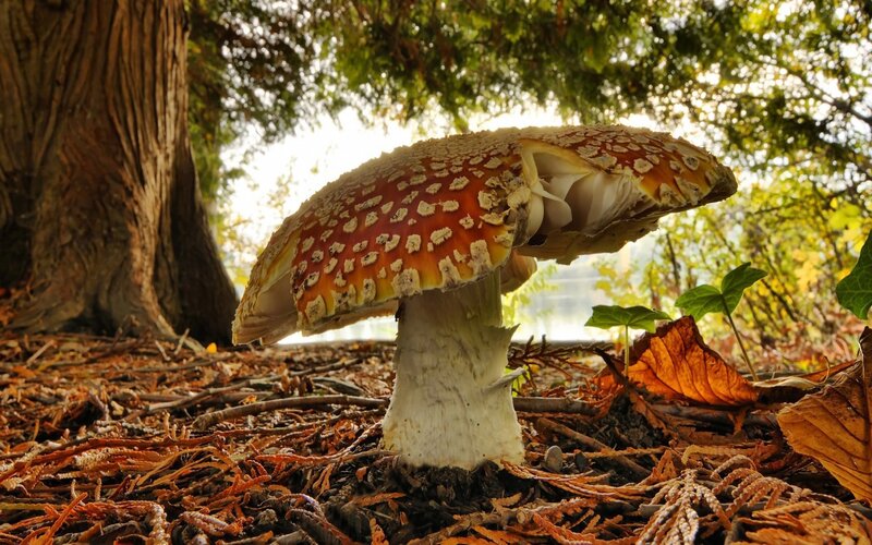 Amanita mushroom in forest